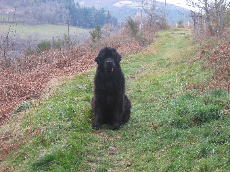 Dolly des fôrets d'urfé