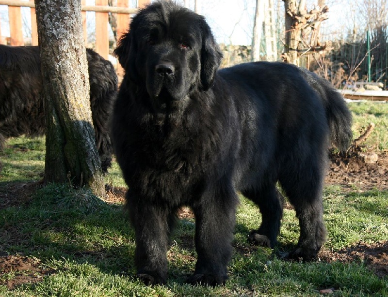 Iruka des fôrets d'urfé