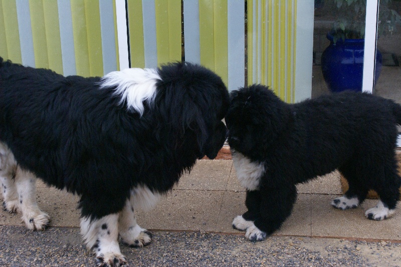 Les bb de Cassis et Deamon